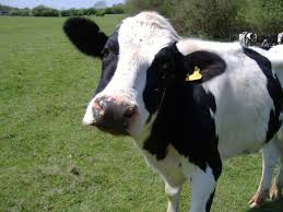 Cow - Holstein
