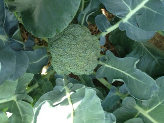Baby broccoli