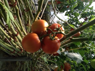 vine ripe tomatoes