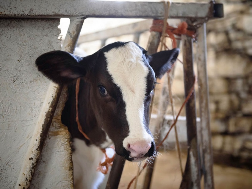 Ives farm calf