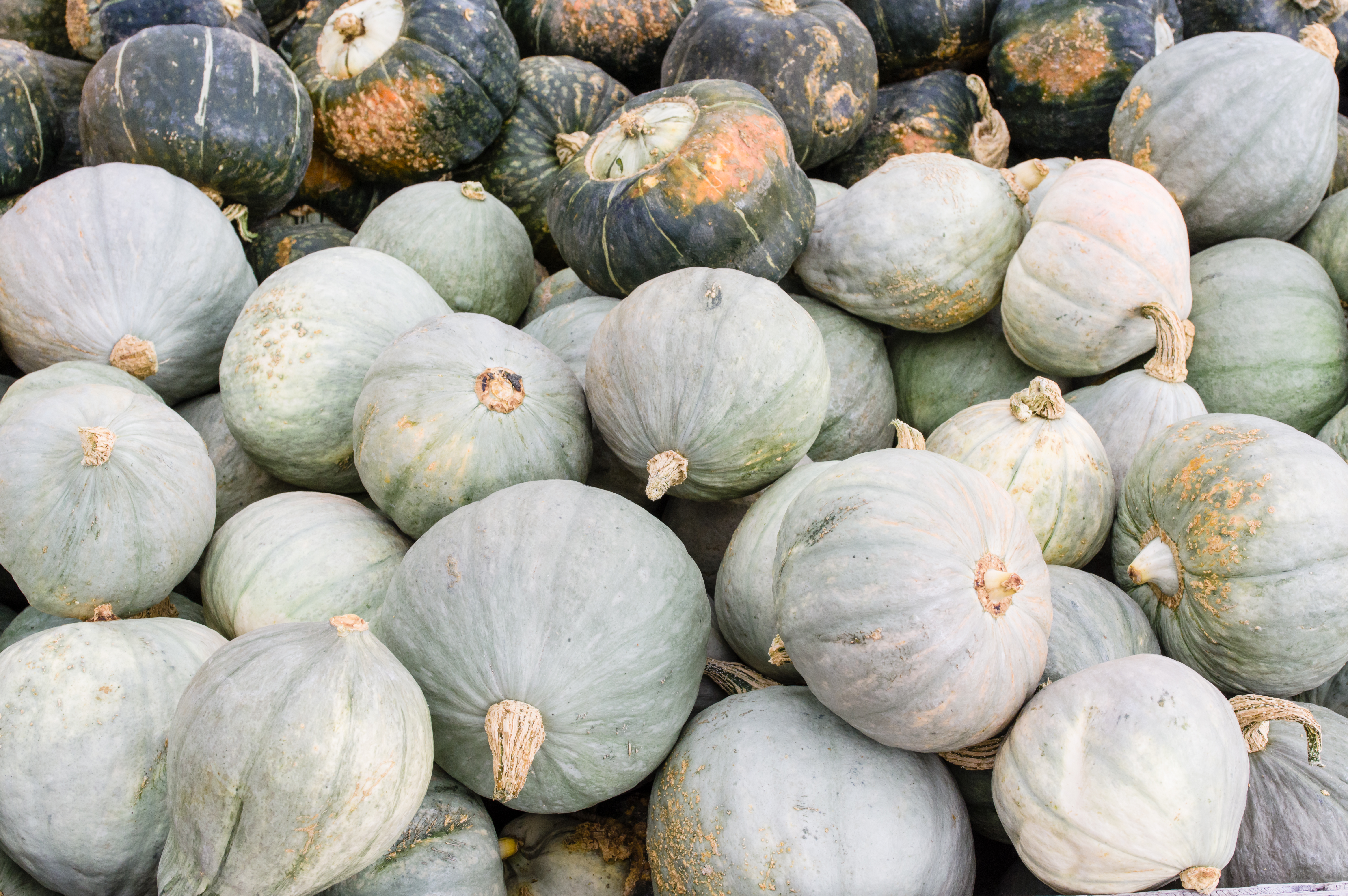 Small blue hubbard squash at the market