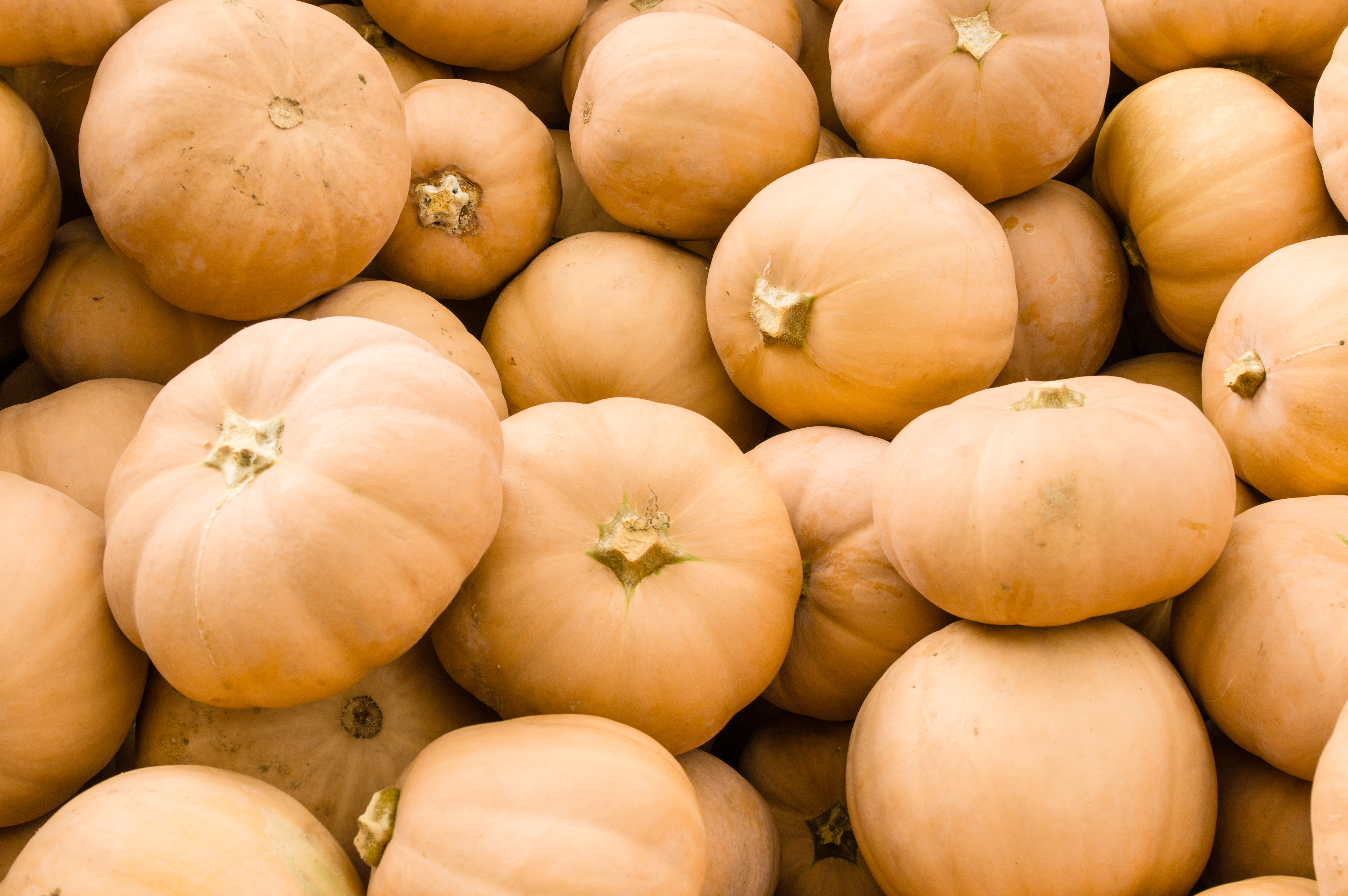 Butter Kin squash on display