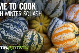 winter squash header