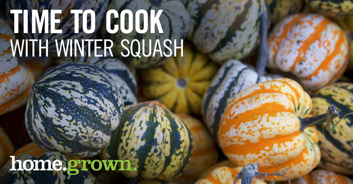 winter squash header