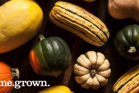 1200x628_squash