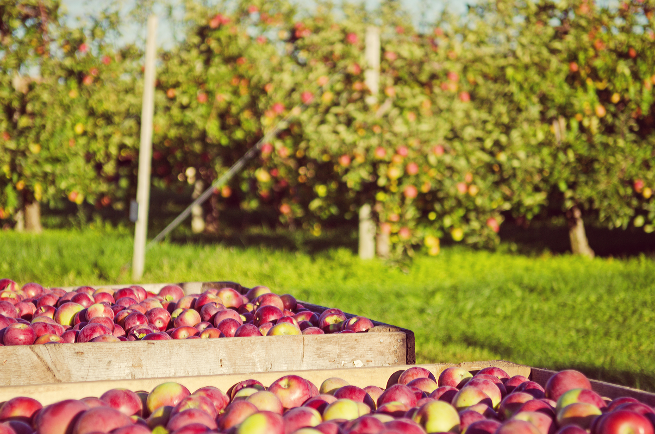 Picked Apples