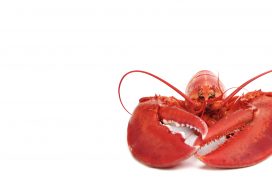 dept_seafood-lobster_clip