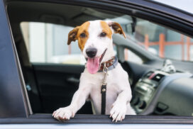 Happy jack russell terrier in a car. Closeup