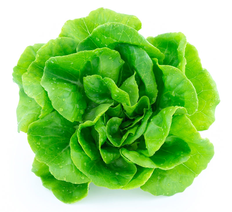Lettuce