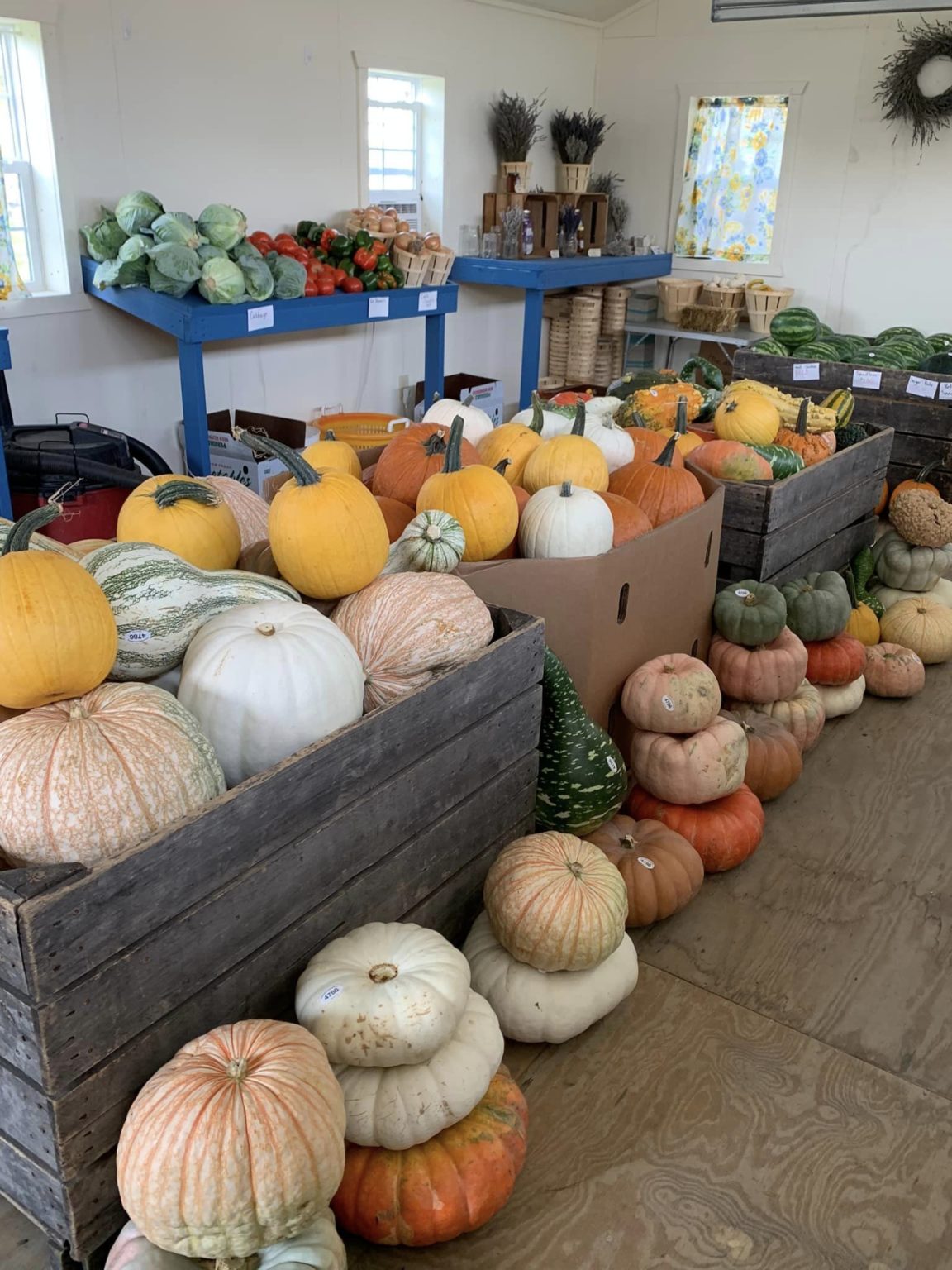 home.grown. The Perfect Pumpkins We Have ‘em Here! Price Chopper