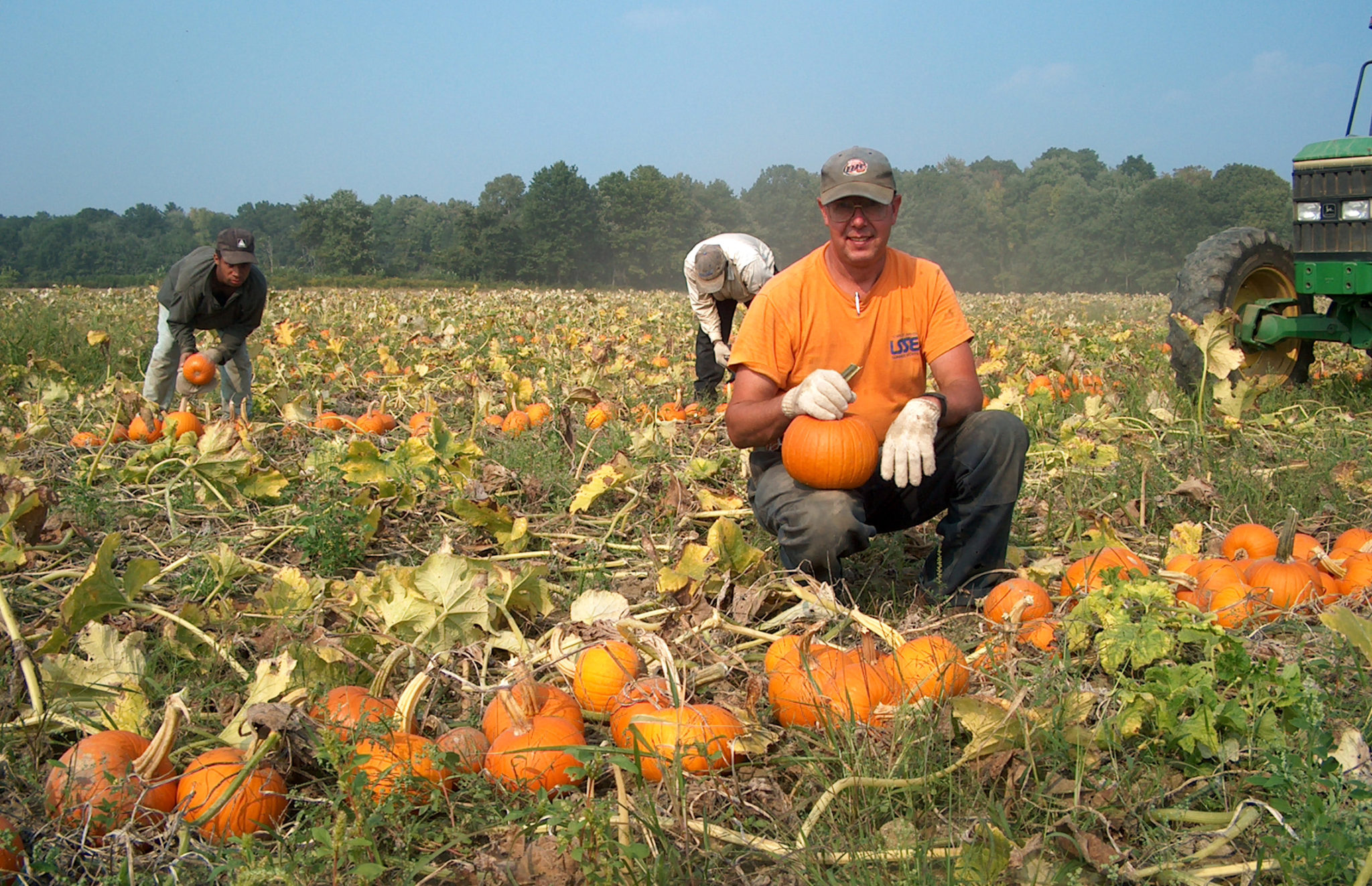 home.grown. The Perfect Pumpkins We Have ‘em Here! Price Chopper