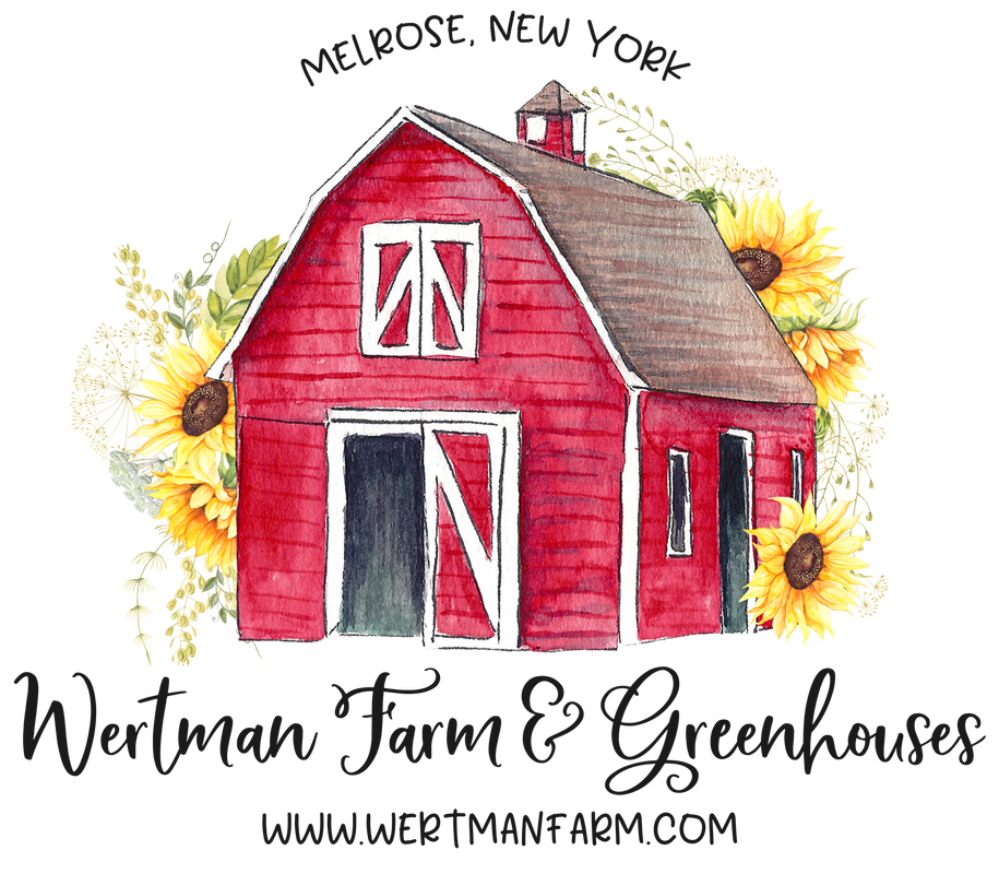 home.grown. The Perfect Pumpkins We Have ‘em Here! Price Chopper