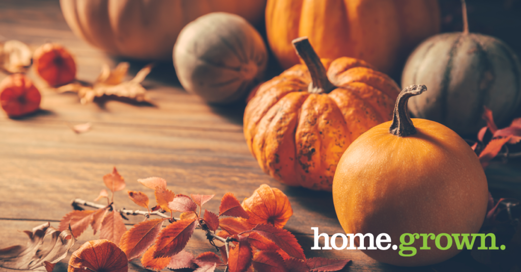 home.grown. The Perfect Pumpkins We Have ‘em Here! Price Chopper