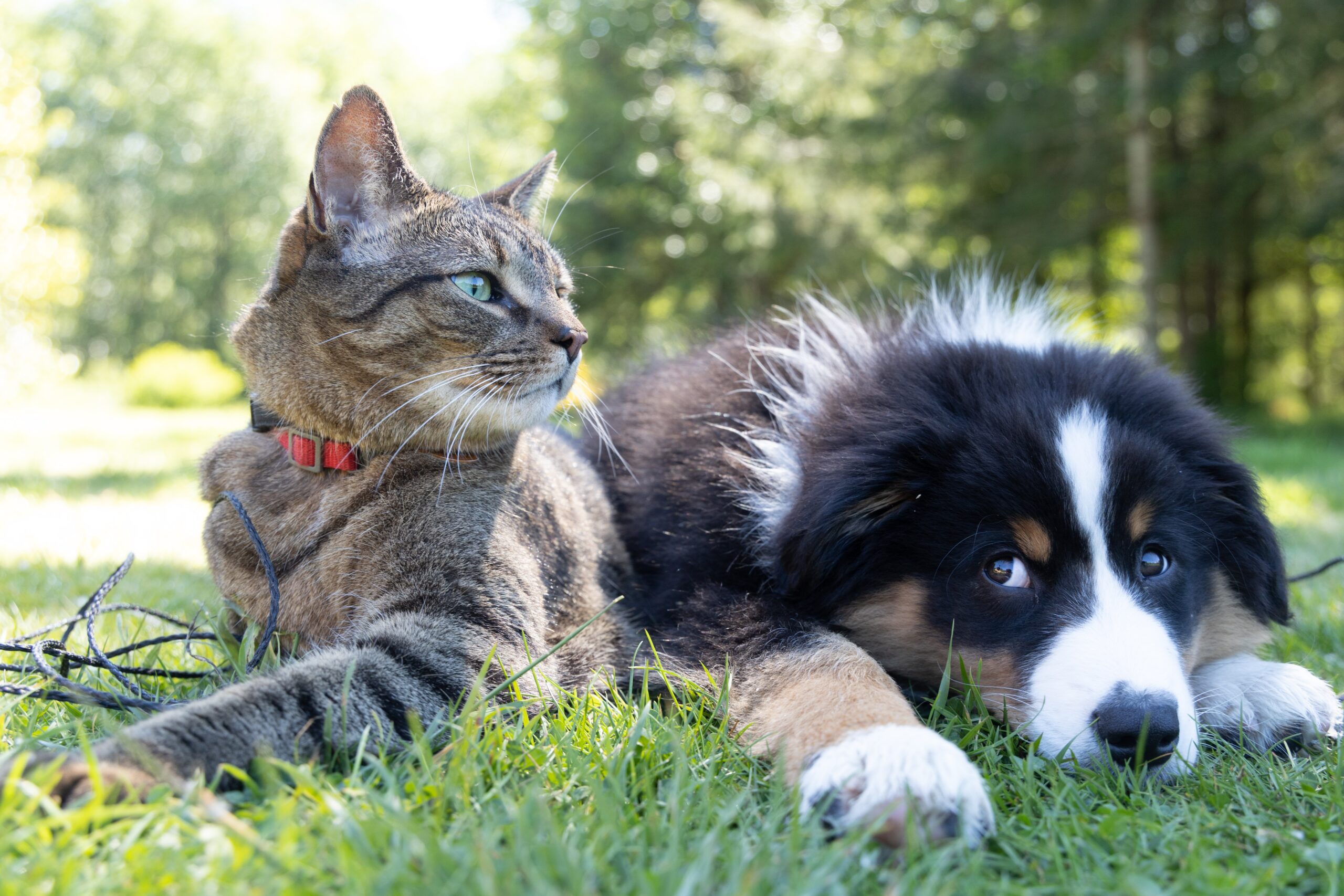pet food drive
