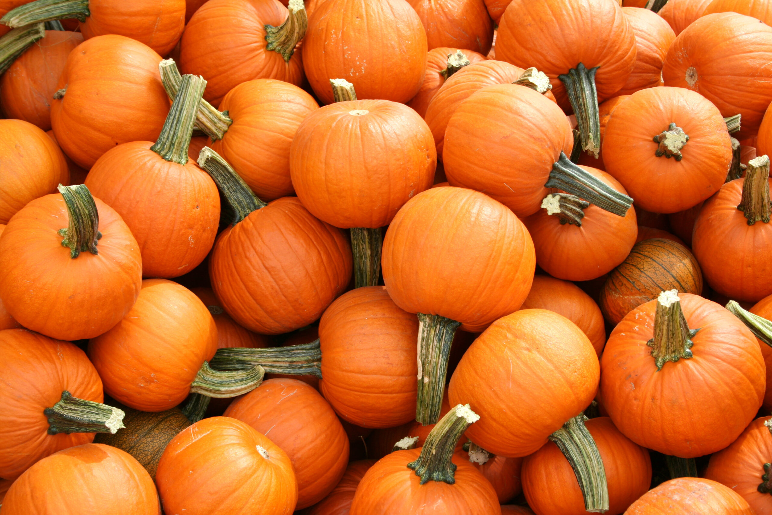 A pile of little orange pumpkins.