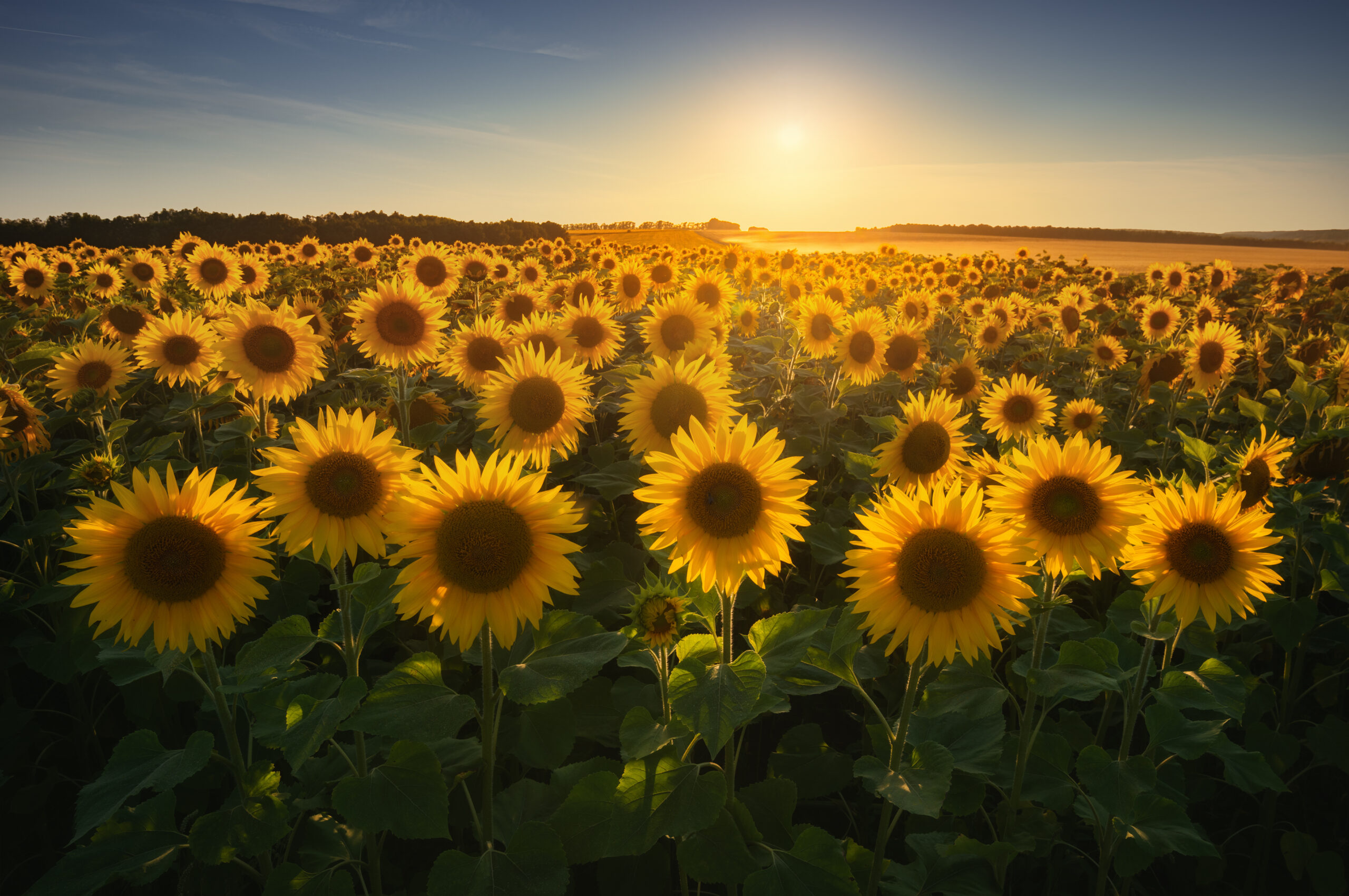 Sunflowers price deals