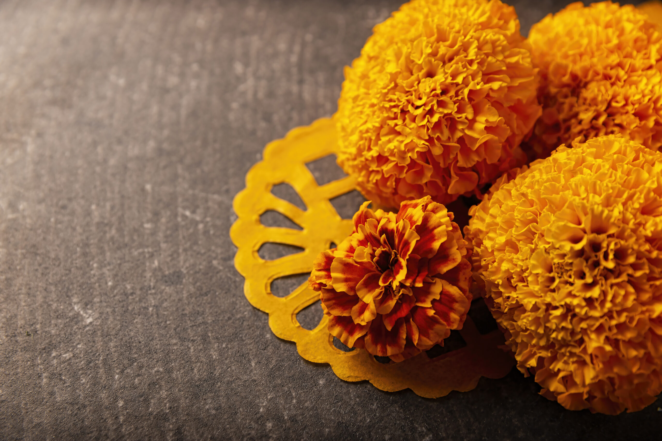 Cempasuchil orange flowers or Marigold. (Tagetes erecta) Traditionally used in altars for the celebration of the day of the dead in Mexico