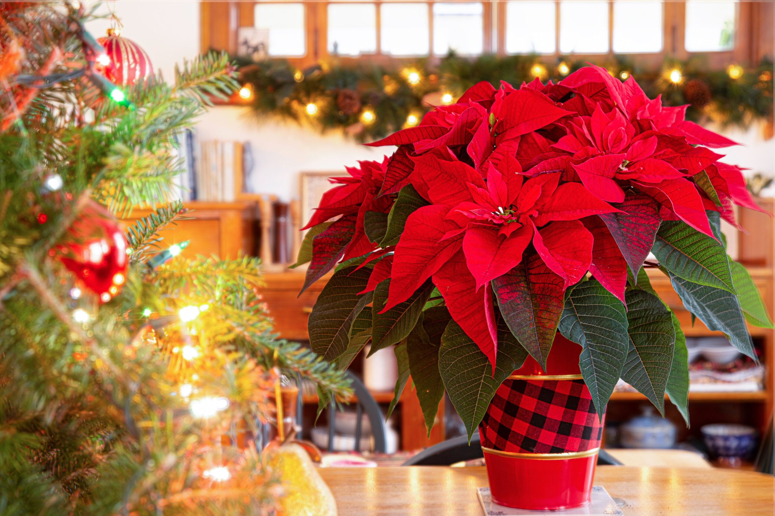 Poinsettia plant as part of home interior Christmas decoration.