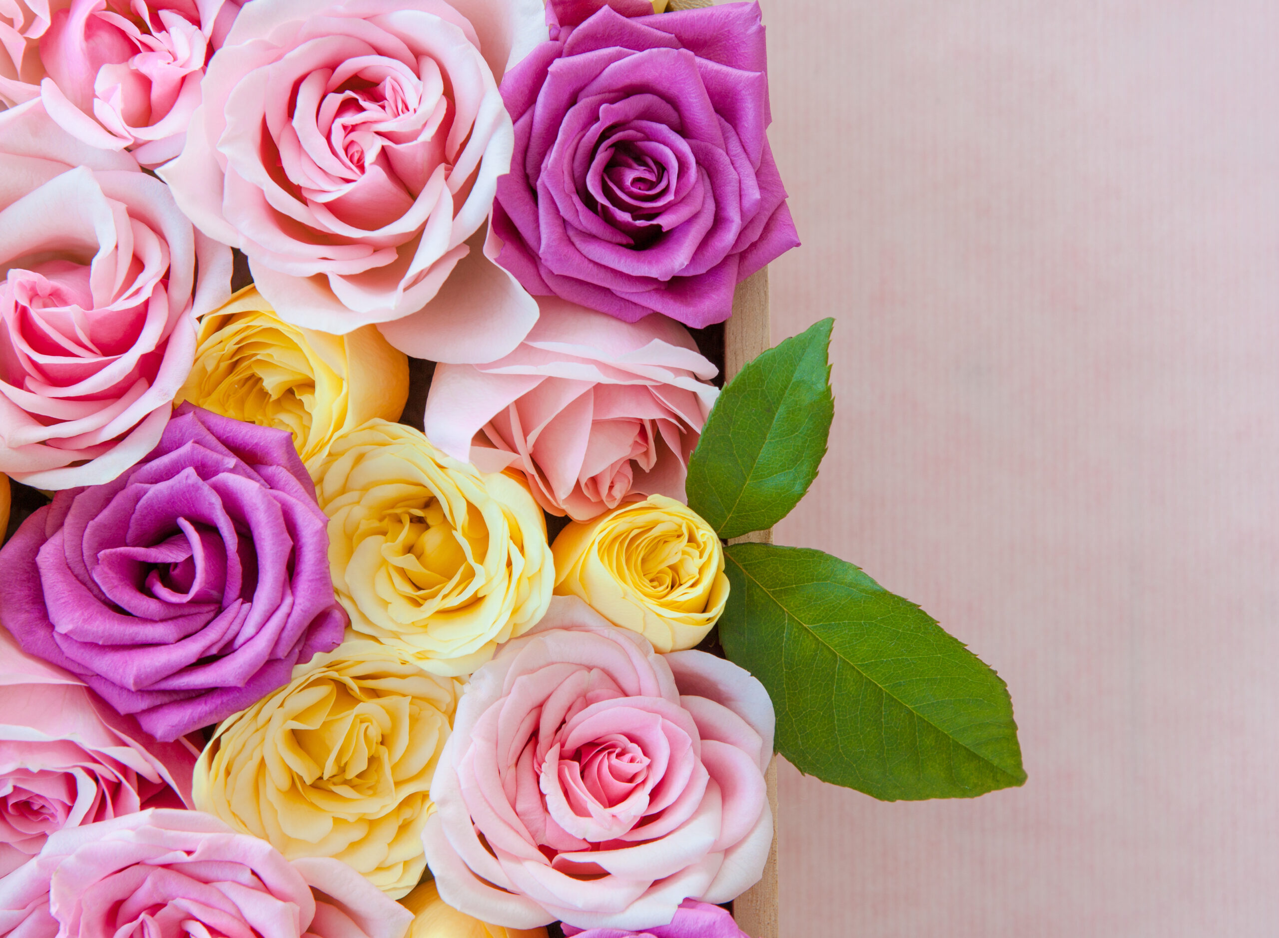 Fresh roses in different colors as a background