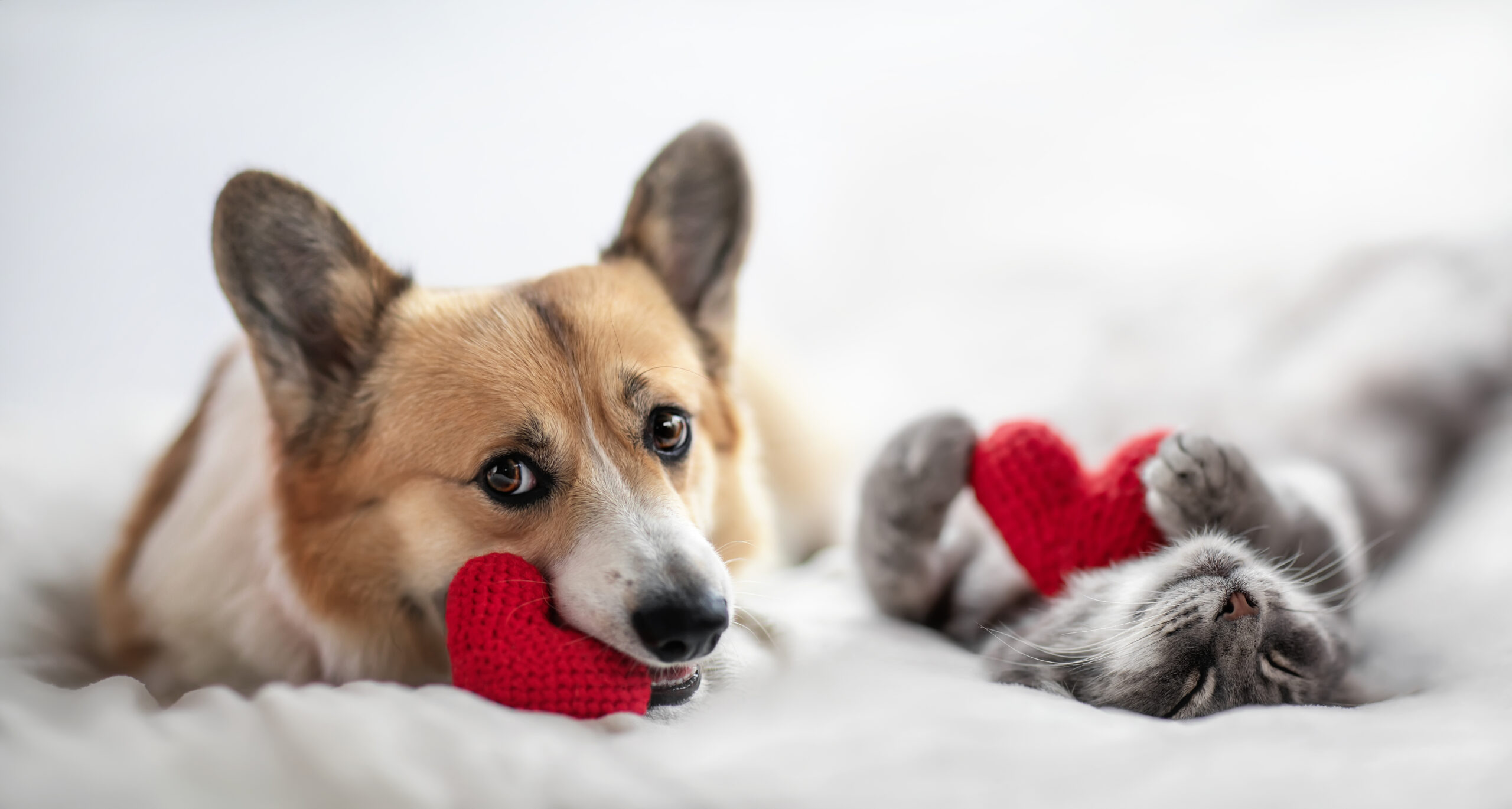 Valentine's holiday card with cute corgi dog and cat lying on a white bed background surrounded by red hearts symbols